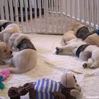 Future Service Dogs Try On New Service Vests!