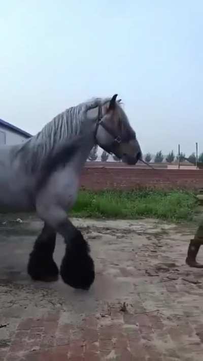Absolute unit of a Dutch Draft