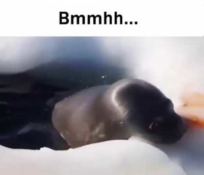 pluh seal