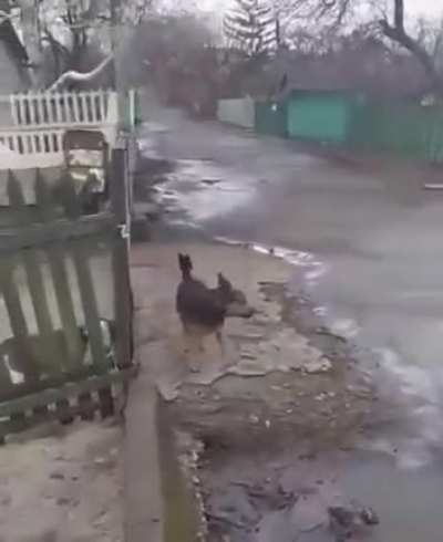 Brave Dog
