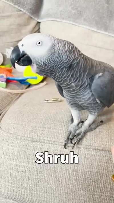 Parrot