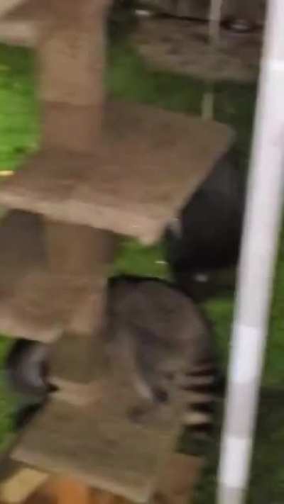 Baby raccoons having fun