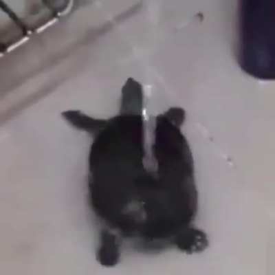 Tartaruga dançando no chuveiro.exe
