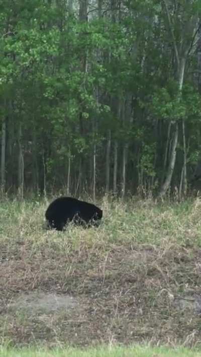 Beaver Picks A Fight With A Bear.