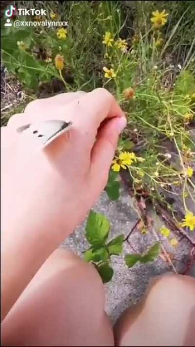 A butterfly adventure ❤️🦋❤️