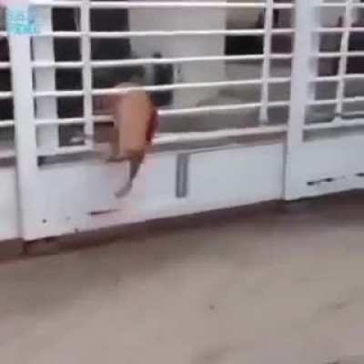 Barkour