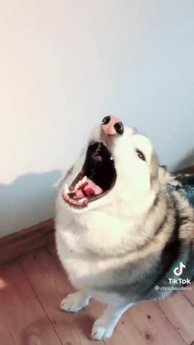 Moonmoons serenade human