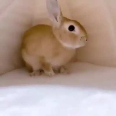 funny rabbit