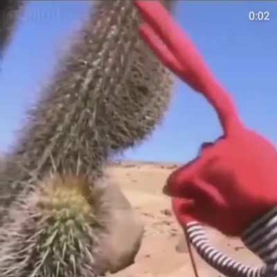 Avere cactus