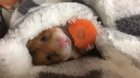 -Hamster-loves-carrot-
