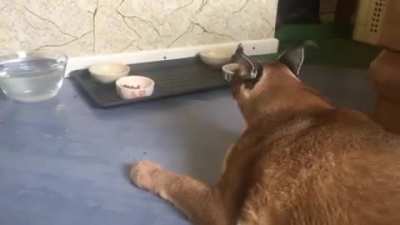 Big Floppa Meow