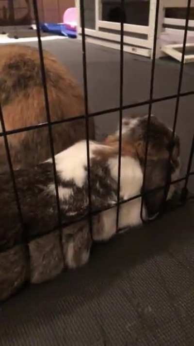 *squish*