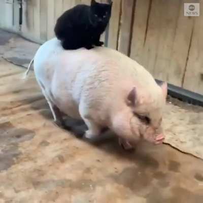 A free-loader cat