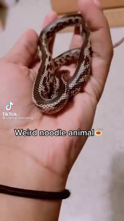 Quality time with your pet snake