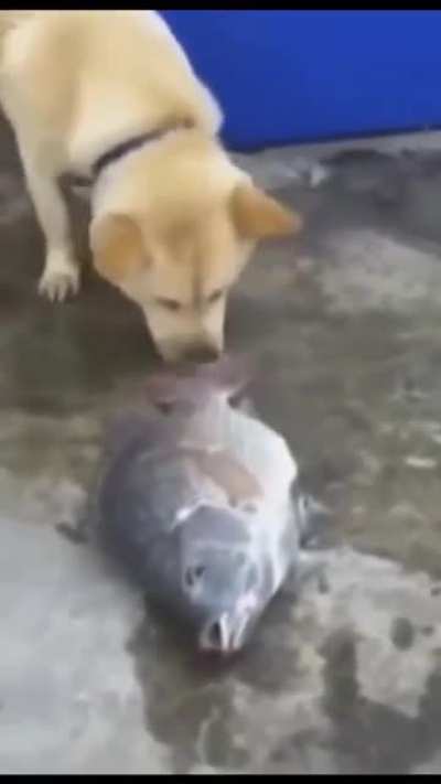 NONONONONO STAY WITH ME BUDDY COME ON NONONKNONONONO