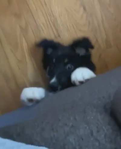 Goofy Dog