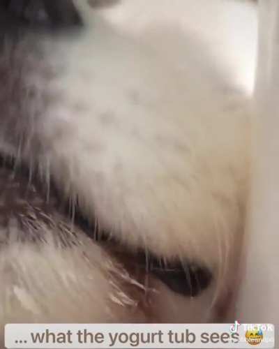 A day in the life of a tub of yogurt