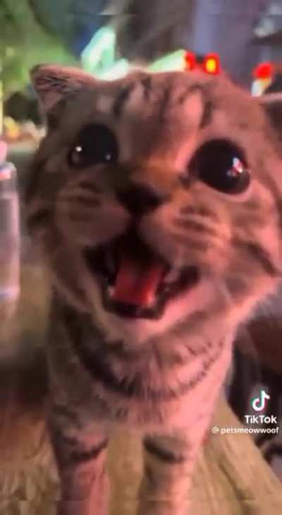 That's a very cute cat.