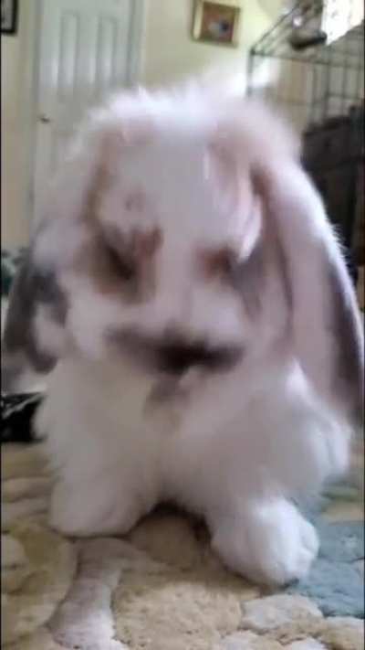 Is there anything cuter than grooming?