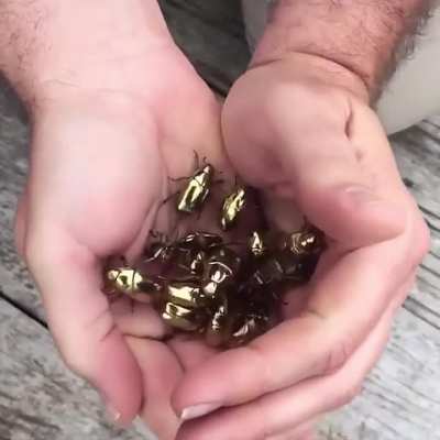 The amazing golden color of these scarab beetles
