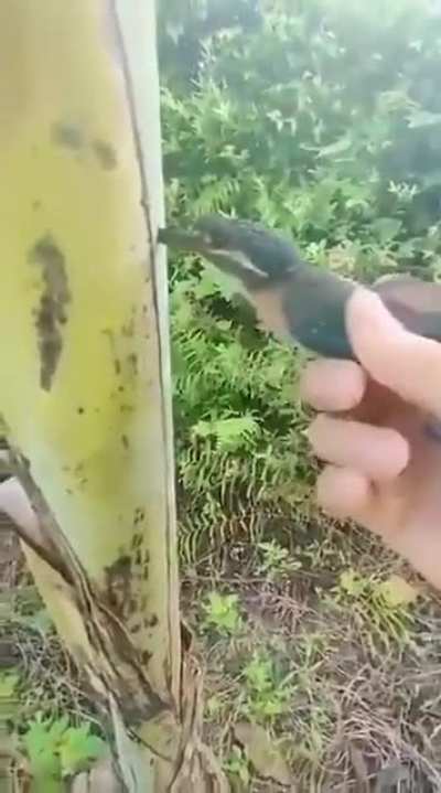 The bird is dead...