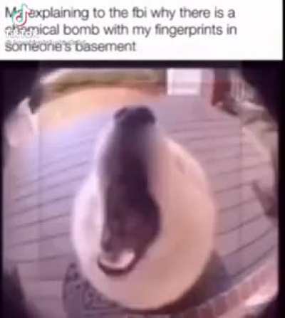 Funny dog with music
