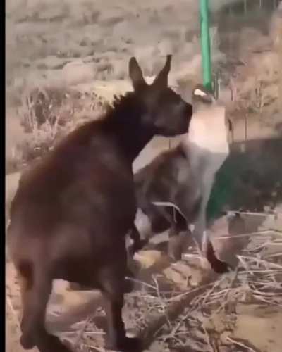 This hyena underestimated this donkey