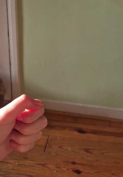 If it isn't my cats' sworn enemy, Reflection of Watch