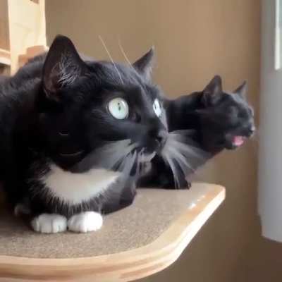 yooo i love cats