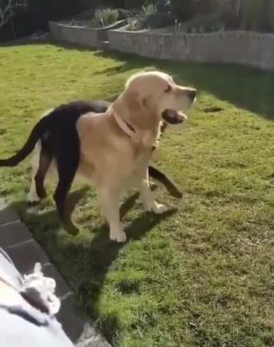 Doggo-round
