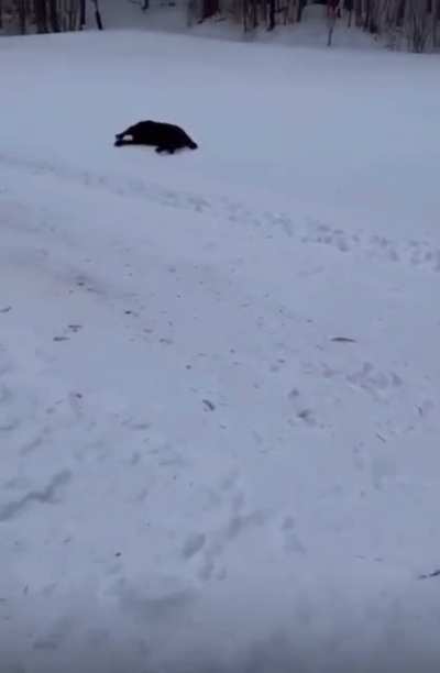 Omg they’re so cute just sliding down