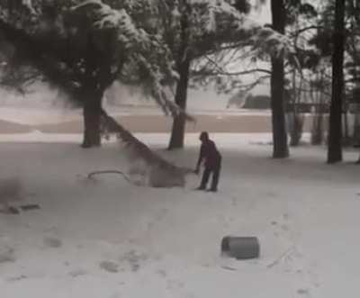 When the tree fights back..