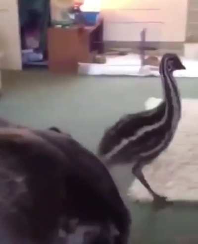 wunky does a barrel roll 