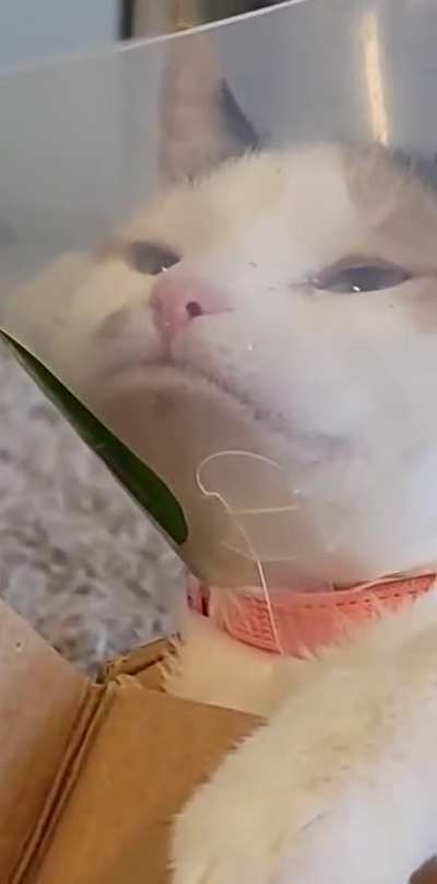 Coned cat contemplates life
