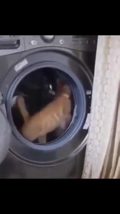 gatinhos