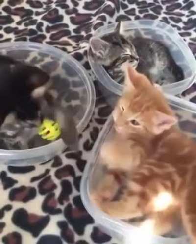 3 little kittens on a tab