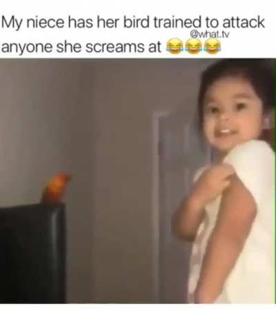 Birds