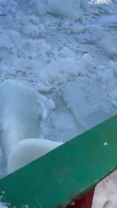 of a polar bear. Literally trying to figure out how to eat them.
