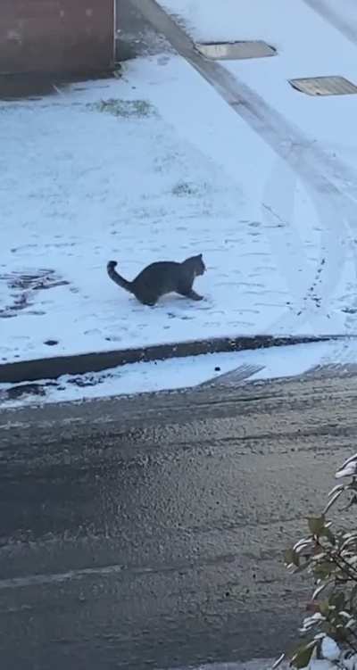 Cat has a new dance