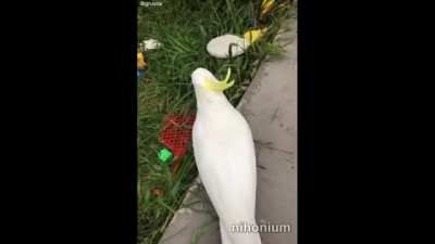 Bird Grab