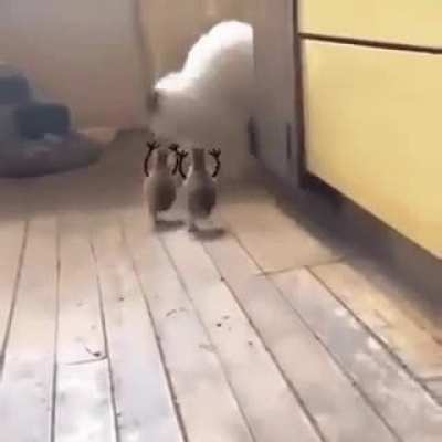 Погладим погладим, ууу!
