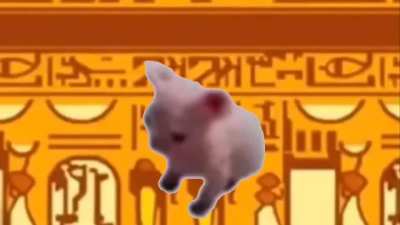 Funny cat video