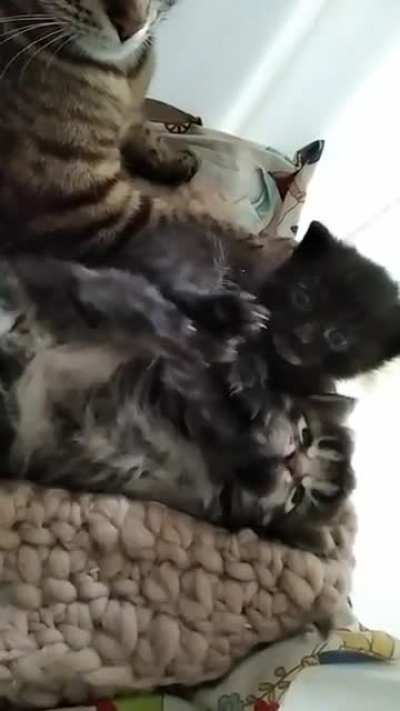 Illegal! Too much little paws!
