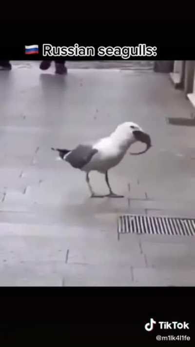 I don't like seagulls anymore
