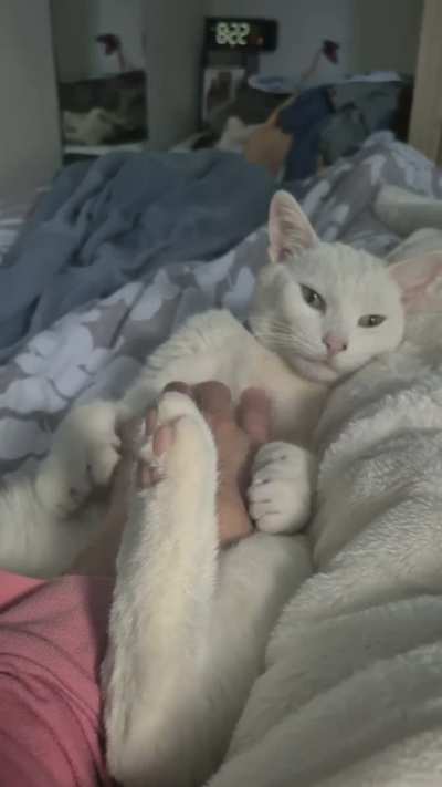 Smudge purring and falling asleep
