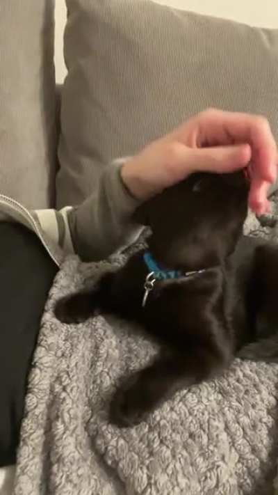 Poppy enjoys face rubs