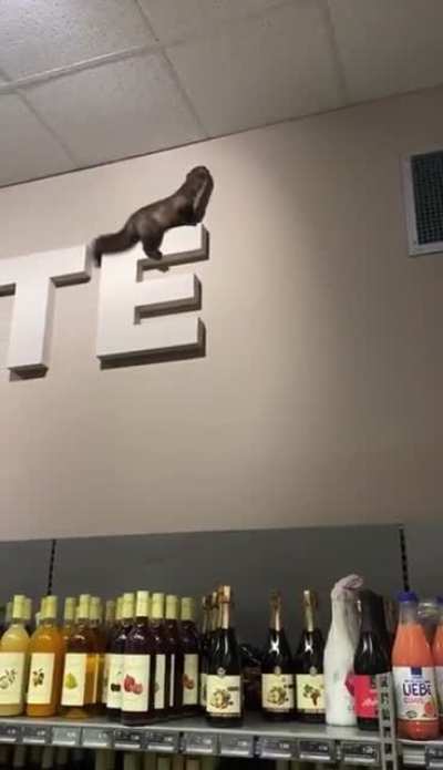 Shit hits the fan
