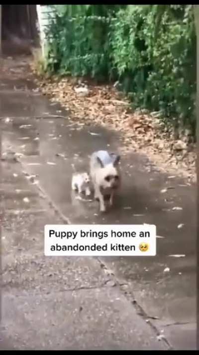 Puppy brings home abandoned kitten