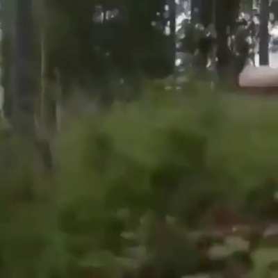 It went around a tree