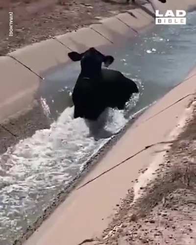 That's a weird looking fish